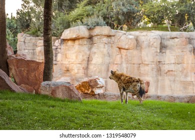 The spotted hyena (Crocuta crocuta), also known as the laughing hyena.
