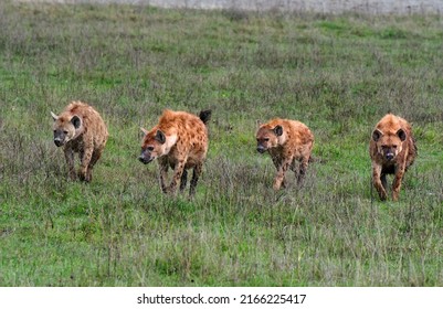The spotted hyena (Crocuta crocuta), also known as the laughing hyena, is a hyena species,  member of the genus Crocuta, native to sub-Saharan Africa. Shot in Ngorongoro Crater, Tanzania.