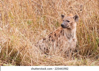 The spotted hyena (Crocuta crocuta), also known as the laughing hyena ~ South Africa