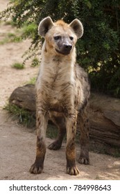 Spotted hyena (Crocuta crocuta), also known as the laughing hyena.