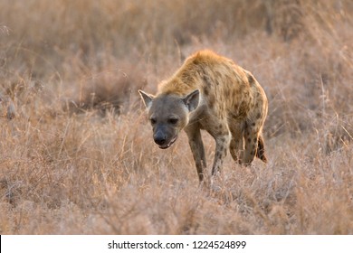 Spotted Hyena (Crocuta crocuta) in Kruger national park, South Africa.