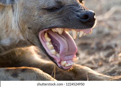 Spotted Hyena (Crocuta crocuta) in Kruger national park, South Africa.