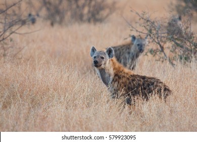 Spotted hyena (Crocuta crocuta), Kruger Park, South Africa