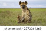 Spotted hyena (Crocuta crocuta) stands in grass, Maasai Mara National Reserve, Narok, Kenya