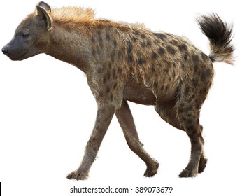 Spotted hyena, Crocuta crocuta with upright mane and tale isolated on white background. Side view.