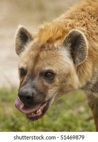 Spotted Hyena Eating