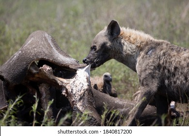 Spotted Hyena Feeding On Rhino Carcass Stock Photo (Edit Now) 1840817203