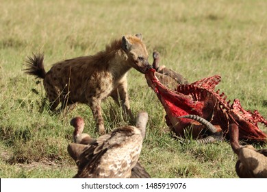 118 Topi Feeding Images, Stock Photos & Vectors | Shutterstock