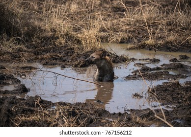 Spotted Hyena Having A Mud Bath