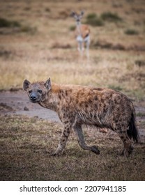 Spotted Hyena Hunting, A Gazelle Keeping An Eye On Him.