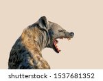 The Spotted hyena isolated on a clear  beige color background. It