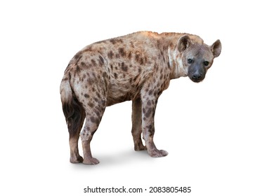 La hiena de Spoted aislada en fondo blanco. Genus crocuta. África.