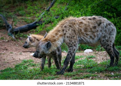 Spotted hyena or laughing hyena (Crocuta crocuta) adult and cub. Kruger National Park. Mpumalanga. South Africa.