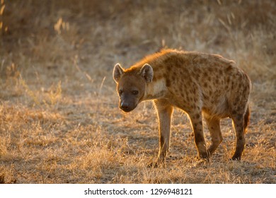 Spotted hyena or laughing hyena. (Crocuta crocuta). Botswana