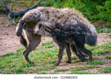 Spotted hyena or laughing hyena (Crocuta crocuta) cub and adult greeting each other by sniffing each other’s genitals. Kruger National Park. Mpumalanga. South Africa.