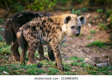 Spotted hyena or laughing hyena (Crocuta crocuta) cub. Kruger National Park. Mpumalanga. South Africa.
