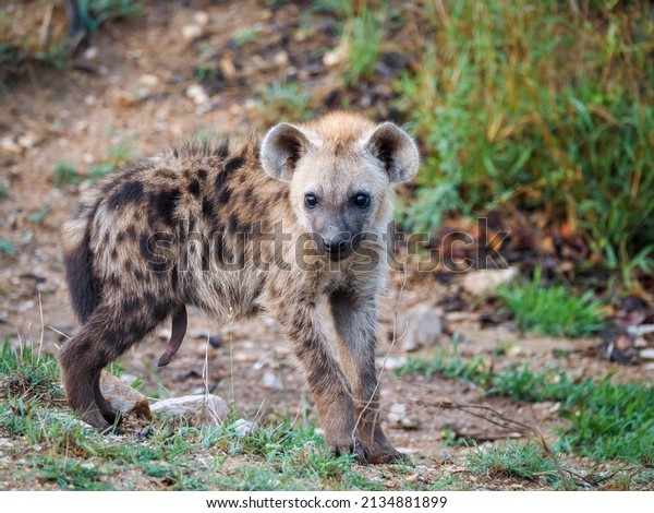 Spotted hyena or\
laughing hyena (Crocuta crocuta) juvenile, showing penis or\
pseudo-penis depending whether it\'s male or female. Kruger National\
Park. Mpumalanga. South\
Africa.