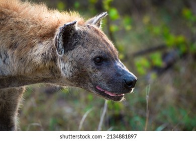 Spotted hyena or laughing hyena (Crocuta crocuta). Kruger National Park. Mpumalanga. South Africa.