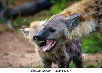 Spotted hyena or laughing hyena (Crocuta crocuta) showing submissive behaviour by flattening the ears and showing teeth. Mpumalanga. South Africa.