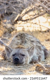 Spotted Hyena or Laughing Hyena in the Kgalagadi