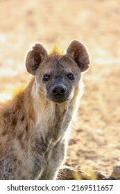 Spotted Hyena or Laughing Hyena in the Kgalagadi