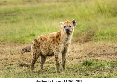 A spotted hyena in the Masai Mara savannahg, Kenya. The spotted hyena is also known as the laughing hyena