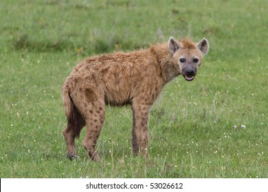 Spotted Hyena In The Masai Mare Kenya.