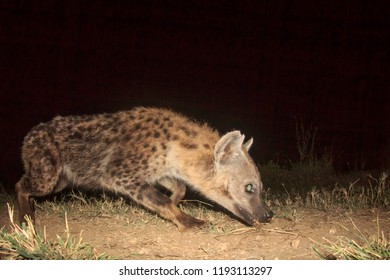 Spotted Hyena At Night