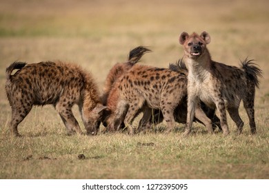 Spotted Hyena With Pack Stands Facing Camera