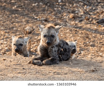 A Spotted Hyena pup in Southern African savanna