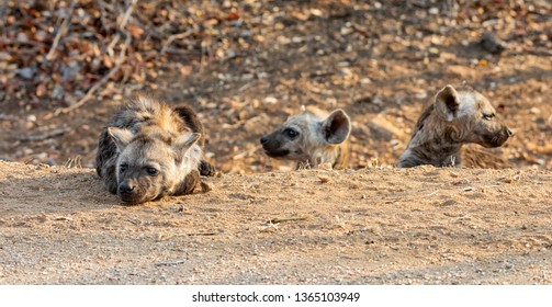 A Spotted Hyena pup in Southern African savanna