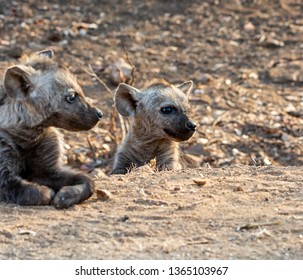A Spotted Hyena pup in Southern African savanna