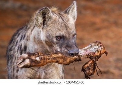 Spotted hyena running off with a piece of a carcass taken from a lion kill.  Addo Elephant National Park South Africa