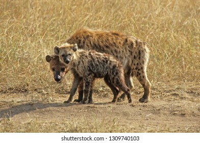 spotted hyena in savanna