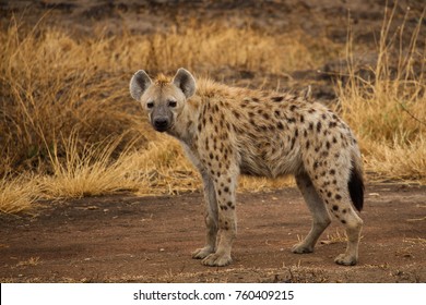 Hyena の画像 写真素材 ベクター画像 Shutterstock