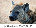 Spotted Hyena in South Africa