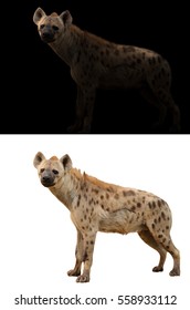 spotted hyena standing in the dark and spotted hyena isolated