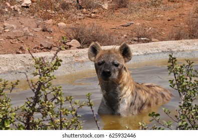 Spotted Hyena Taking A Bath