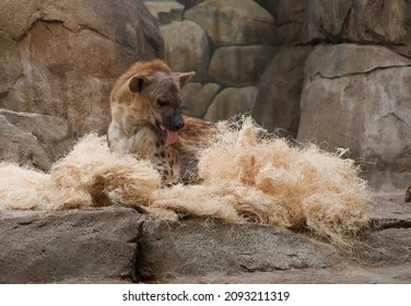 A Spotted Hyena, With Its Tongue Hanging Out, Sits In A Pile Of Bedding 