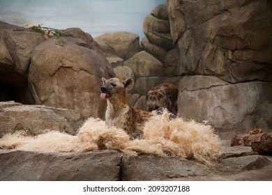 A Spotted Hyena With Its Tongue Out, Rests In A Pile Of Bedding