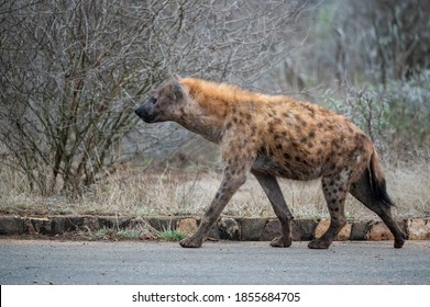 Spotted Hyena Walking Down The Road In Search Of His Clan 