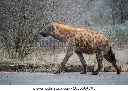Spotted hyena walking down the road in search of his clan 
