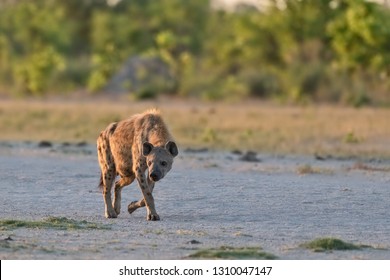 spotted hyena walking in the savanna, hyena walking in savanna with sun light in her fur