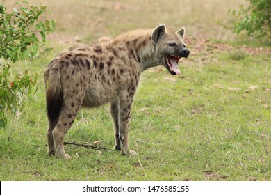 Spotted Hyena Yawning In The Masai Mara National Park, Kenya.