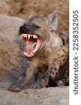 Spotted hyena yawning and showing teeth