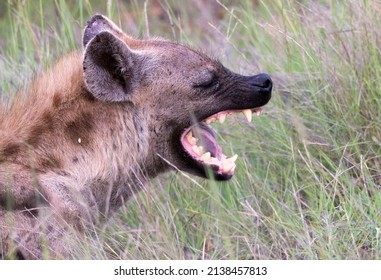 Spotted Hyena Yawning And Showing Teeth