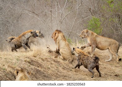 Híenas localizadas, Crocuta crocuta, atacando un orgullo de leones, Panthera leo