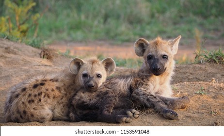 Spotted Hyenas Cubs in South Africa