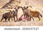 Spotted Hyenas Kenya East Africa