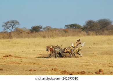 Spotted Hyenas And Wild Dogs Fight